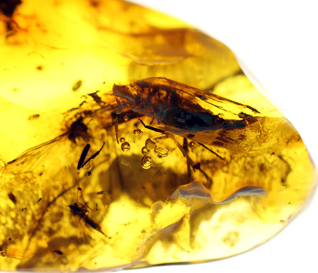 珍しい！バルト海産の琥珀、”セミ”が内包されたアンバー（Amber） 化石