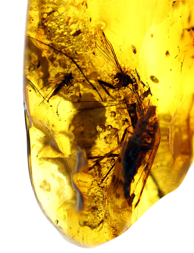 珍しい！バルト海産の琥珀、”セミ”が内包されたアンバー（Amber） 化石