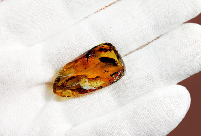 珍しい！バルト海産の琥珀、”セミ”が内包されたアンバー（Amber）（その9）