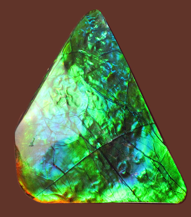 驚異的な色の変化をお楽しみください。グリーン&ブルー!宝石アンモライト(Ammolite)の高品位ピース。保存ケース付き。(その1)
