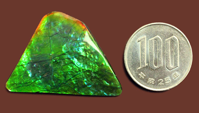 驚異的な色の変化をお楽しみください。グリーン&ブルー!宝石アンモライト(Ammolite)の高品位ピース。保存ケース付き。(その10)