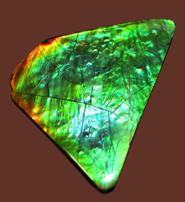 驚異的な色の変化をお楽しみください。グリーン&ブルー!宝石アンモライト(Ammolite)の高品位ピース。保存ケース付き。(その2)