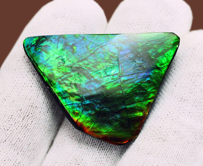 驚異的な色の変化をお楽しみください。グリーン&ブルー!宝石アンモライト(Ammolite)の高品位ピース。保存ケース付き。(その4)