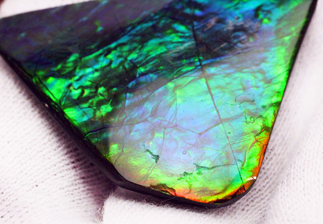 驚異的な色の変化をお楽しみください。グリーン&ブルー!宝石アンモライト(Ammolite)の高品位ピース。保存ケース付き。(その7)