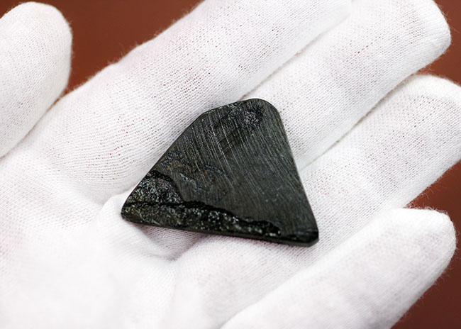驚異的な色の変化をお楽しみください。グリーン&ブルー!宝石アンモライト(Ammolite)の高品位ピース。保存ケース付き。(その8)