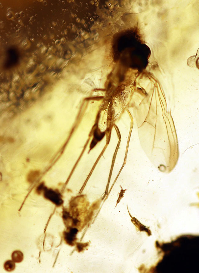 翅脈も保存された羽虫が内包されたマダガスカル産のコーパル(Copal)の化石(その1)
