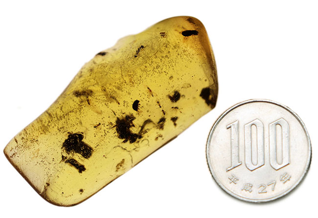 翅脈も保存された羽虫が内包されたマダガスカル産のコーパル(Copal)の化石(その10)