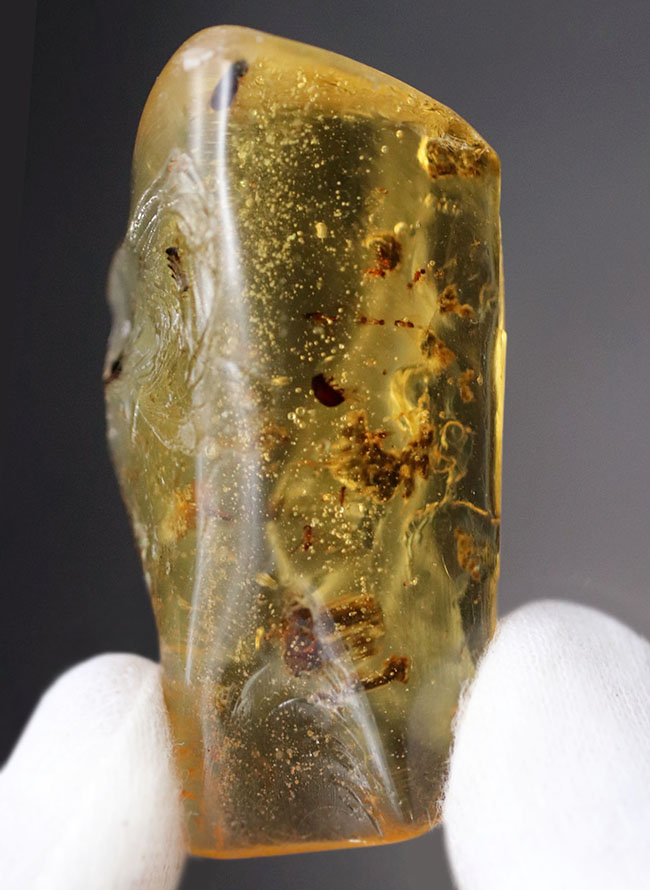 翅脈も保存された羽虫が内包されたマダガスカル産のコーパル(Copal)の化石(その2)