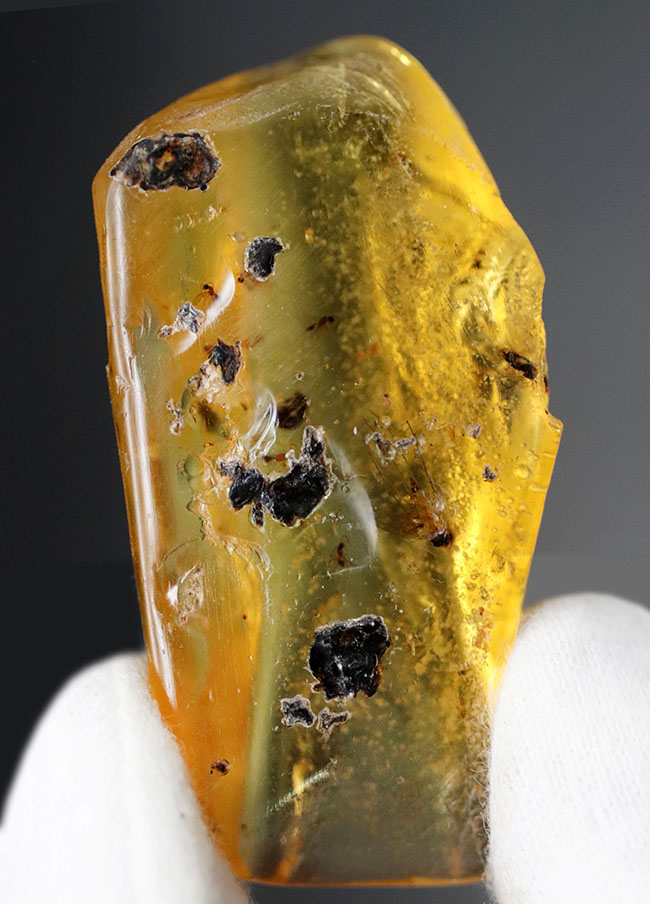 翅脈も保存された羽虫が内包されたマダガスカル産のコーパル(Copal)の化石(その3)