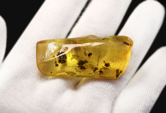 翅脈も保存された羽虫が内包されたマダガスカル産のコーパル(Copal)の化石(その4)