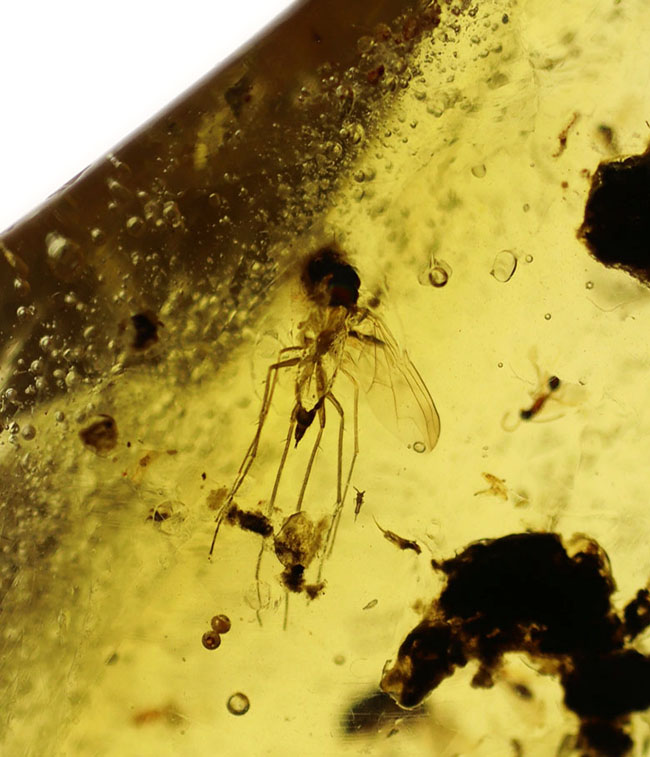 翅脈も保存された羽虫が内包されたマダガスカル産のコーパル（Copal）の化石（その5）