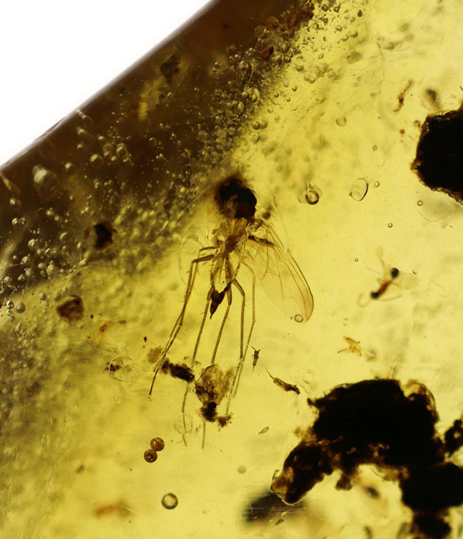 翅脈も保存された羽虫が内包されたマダガスカル産のコーパル(Copal)の化石(その5)