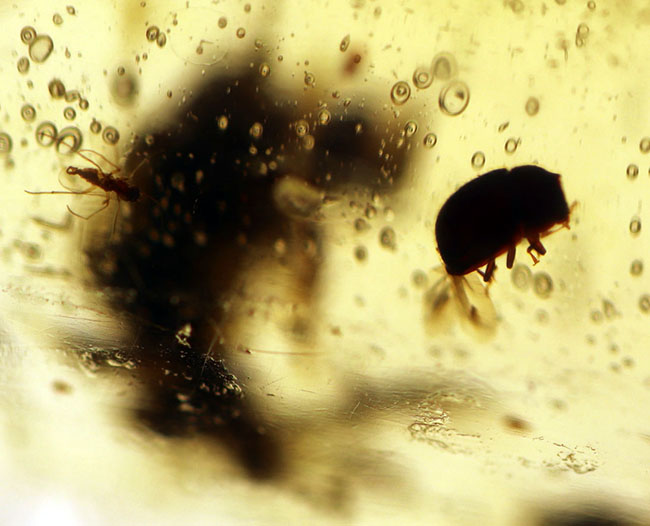 翅脈も保存された羽虫が内包されたマダガスカル産のコーパル(Copal)の化石(その6)