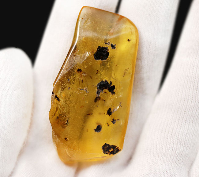 翅脈も保存された羽虫が内包されたマダガスカル産のコーパル(Copal)の化石(その7)
