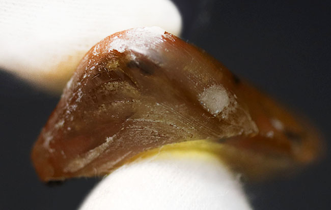 翅脈も保存された羽虫が内包されたマダガスカル産のコーパル(Copal)の化石(その8)