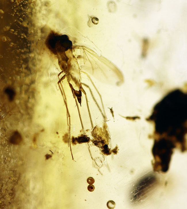 翅脈も保存された羽虫が内包されたマダガスカル産のコーパル(Copal)の化石(その9)