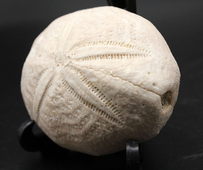 RE_りょう　　Microcyphus olivaceus　ウニ　殻 RE_りょう様専用 Microcyphus olivaceus ウニ 殻