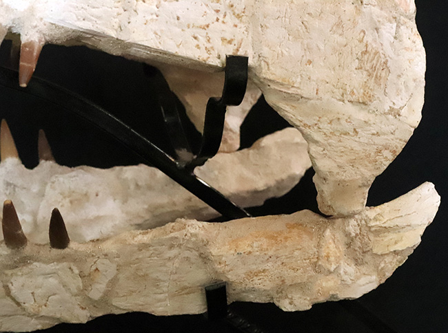 まさに一生の宝物、博物館クラスの夢のコレクション！白亜紀後期の首長竜、ザラファサウラの頭骨化石です。、ザラファサウラ・オセアニス（の頭骨化石。専用架台付き。（その11）