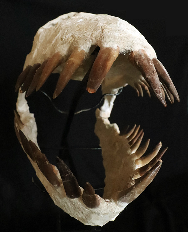 まさに一生の宝物、博物館クラスの夢のコレクション！白亜紀後期の首長竜、ザラファサウラの頭骨化石です。、ザラファサウラ・オセアニス（の頭骨化石。専用架台付き。（その4）