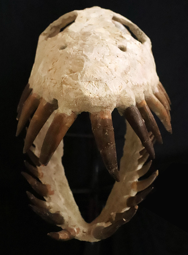 まさに一生の宝物、博物館クラスの夢のコレクション！白亜紀後期の首長竜、ザラファサウラの頭骨化石です。、ザラファサウラ・オセアニス（の頭骨化石。専用架台付き。（その5）