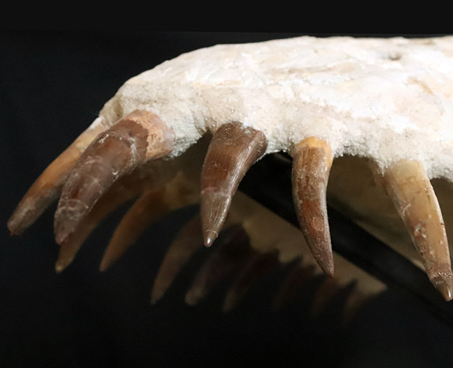 まさに一生の宝物、博物館クラスの夢のコレクション！白亜紀後期の首長竜、ザラファサウラの頭骨化石です。、ザラファサウラ・オセアニス（の頭骨化石。専用架台付き。（その8）