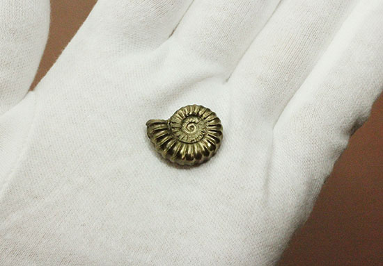 人気の黄金色を呈する黄鉄鉱アンモナイト、プロミクロセラス。(その5)