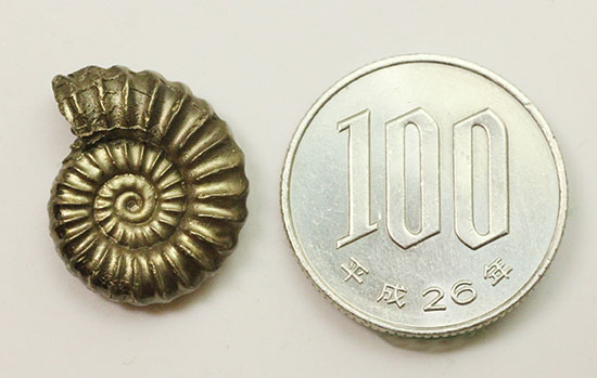 人気の黄金色を呈する黄鉄鉱アンモナイト、プロミクロセラス。(その7)