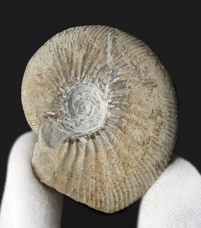 ３０年以上前、西ドイツ時代に採集された歴史あるアンモナイト、ペリスフィンクテス（Perisphinctes）の化石（その2）