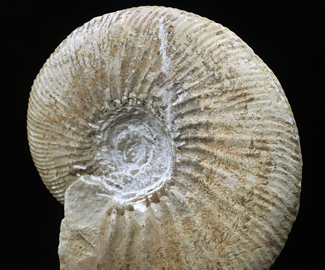 美品 アンモナイト ペリスフィンクテス 化石 本物 69.55mm anp109 アンモナイト ペリスフィンクテス 化石 本物 69.55mm anp109 30年