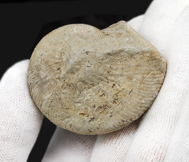 ３０年以上前、西ドイツ時代に採集された歴史あるアンモナイト、ペリスフィンクテス（Perisphinctes）の化石（その5）