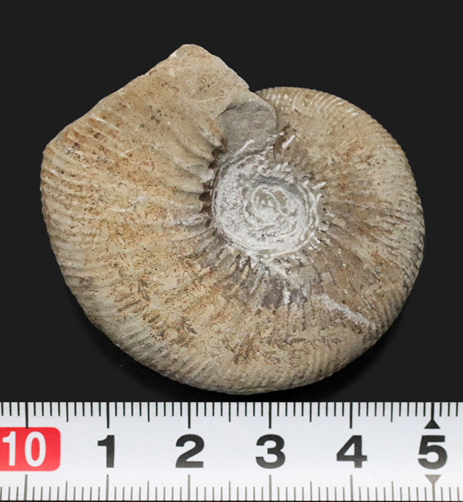 ３０年以上前、西ドイツ時代に採集された歴史あるアンモナイト、ペリスフィンクテス（Perisphinctes）の化石（その7）