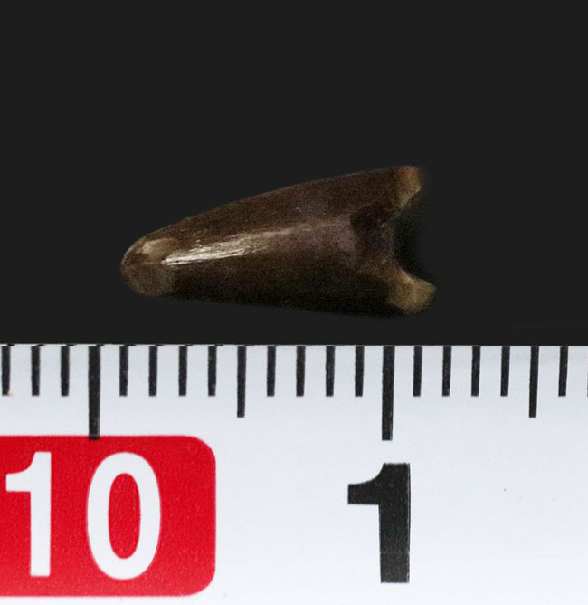 希少！ペルム紀オクラホマ州産肉食単弓類、ディメトロドン（Dimetrodon limbatus）の歯化石（その5）