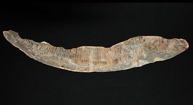 巨大！ブラジル産の肉食古代魚ヴィンクティフェルの全身化石（その1）