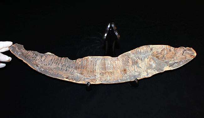 巨大！ブラジル産の肉食古代魚ヴィンクティフェルの全身化石（その10）