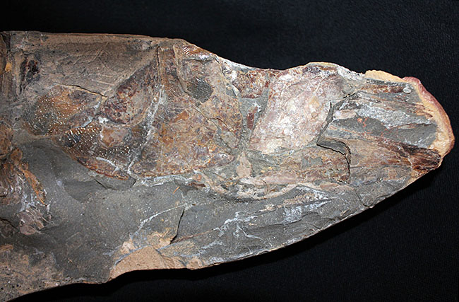 巨大！ブラジル産の肉食古代魚ヴィンクティフェルの全身化石（その11）