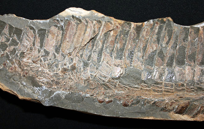 巨大！ブラジル産の肉食古代魚ヴィンクティフェルの全身化石（その12）