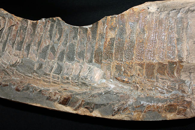 巨大！ブラジル産の肉食古代魚ヴィンクティフェルの全身化石（その13）