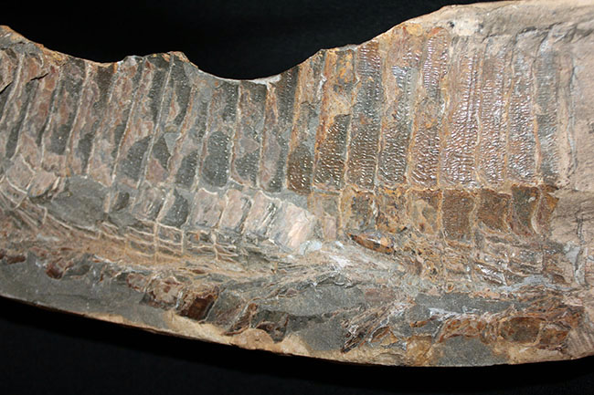 巨大！ブラジル産の肉食古代魚ヴィンクティフェルの全身化石