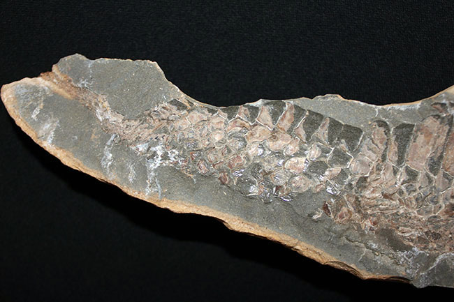 巨大！ブラジル産の肉食古代魚ヴィンクティフェルの全身化石（その14）