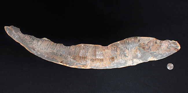 巨大！ブラジル産の肉食古代魚ヴィンクティフェルの全身化石（その15）