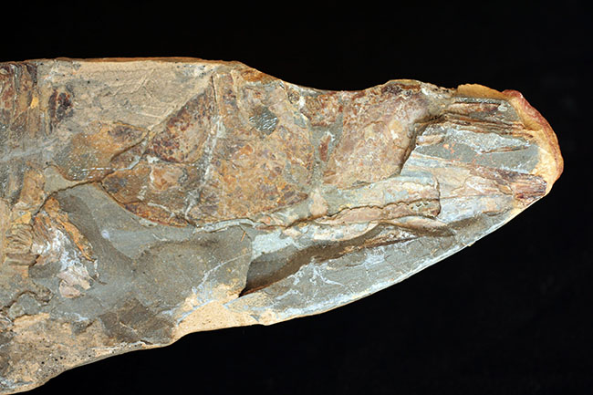 巨大！ブラジル産の肉食古代魚ヴィンクティフェルの全身化石（その2）
