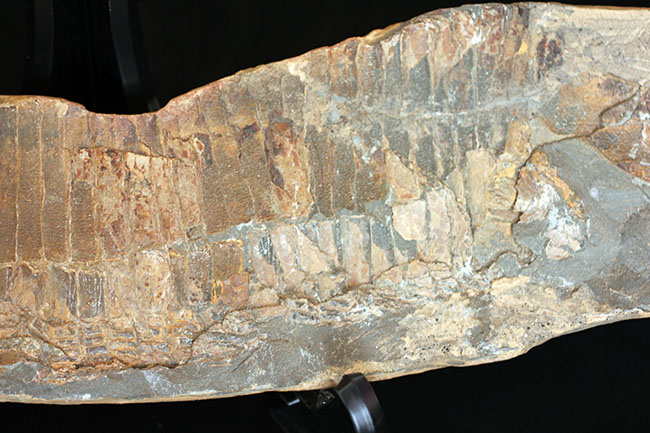 巨大！ブラジル産の肉食古代魚ヴィンクティフェルの全身化石（その3）