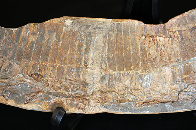 巨大！ブラジル産の肉食古代魚ヴィンクティフェルの全身化石（その4）