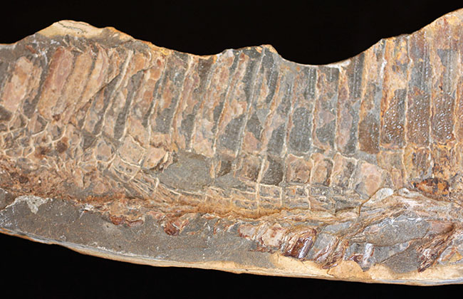巨大！ブラジル産の肉食古代魚ヴィンクティフェルの全身化石（その5）