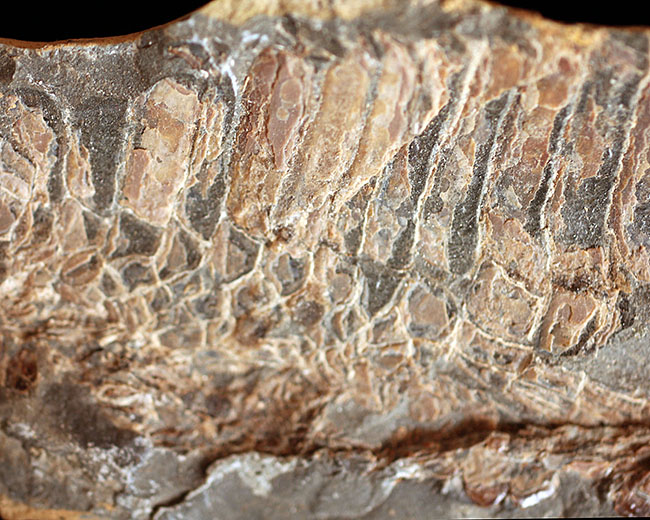 巨大！ブラジル産の肉食古代魚ヴィンクティフェルの全身化石（その6）