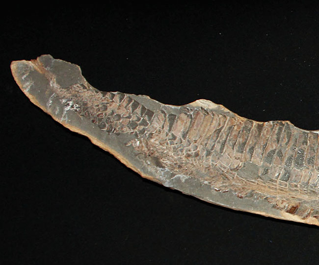 巨大！ブラジル産の肉食古代魚ヴィンクティフェルの全身化石（その7）
