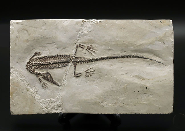 希少中の希少！保存状態抜群！ブラジル産メソサウルス（Mesosaurus sp.）の全身化石（その1）