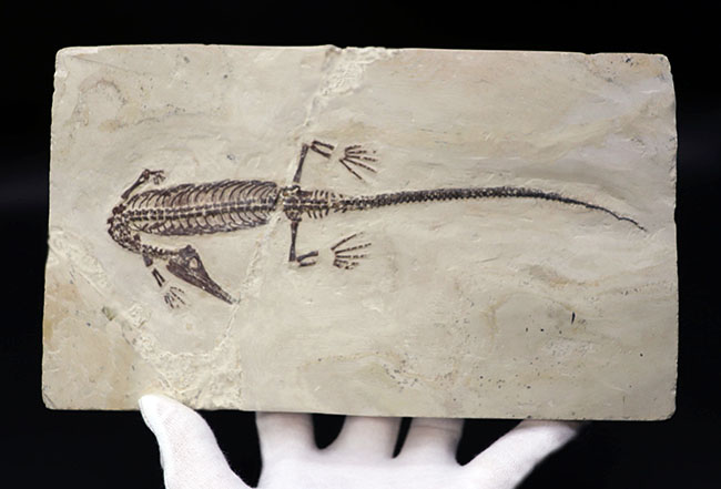 希少中の希少！保存状態抜群！ブラジル産メソサウルス（Mesosaurus sp.）の全身化石（その10）