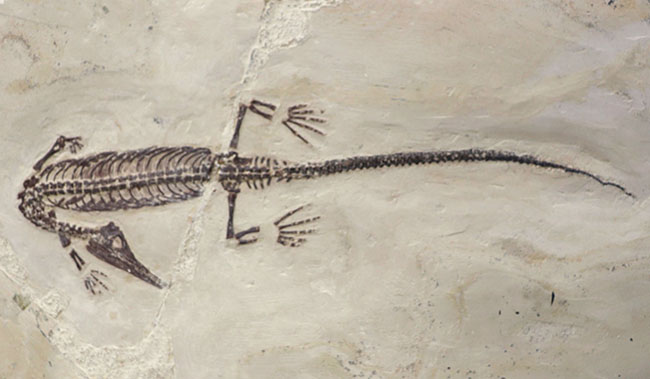 希少中の希少！保存状態抜群！ブラジル産メソサウルス（Mesosaurus sp.）の全身化石（その11）