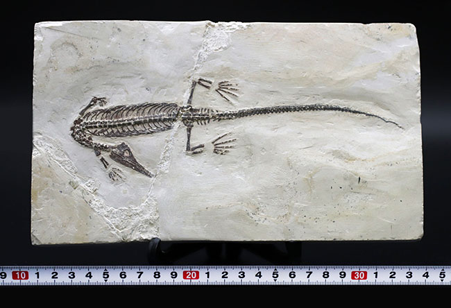 希少中の希少！保存状態抜群！ブラジル産メソサウルス（Mesosaurus sp.）の全身化石（その12）